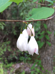 Halesia