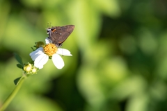 Electrostrymon angelia