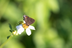 Electrostrymon angelia