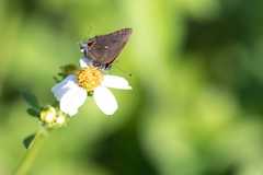 Electrostrymon angelia
