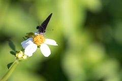 Electrostrymon angelia
