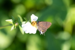 Electrostrymon angelia