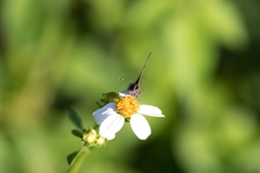 Electrostrymon angelia