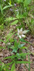 Monarda russeliana