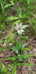 Monarda russeliana