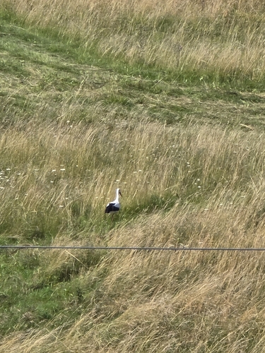 White Stork