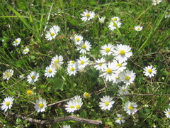 Bellis annua, photograph (c) zebedeugalinha, some rights reserved (CC BY)
