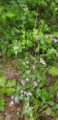 Monarda russeliana