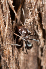 Iridomyrmex rufoniger