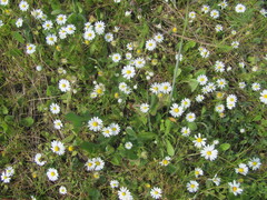 Bellis annua, photograph (c) zebedeugalinha, some rights reserved (CC BY)