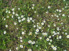 Bellis annua, photograph (c) zebedeugalinha, some rights reserved (CC BY)