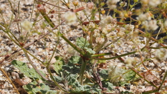 Eriogonum thurberi