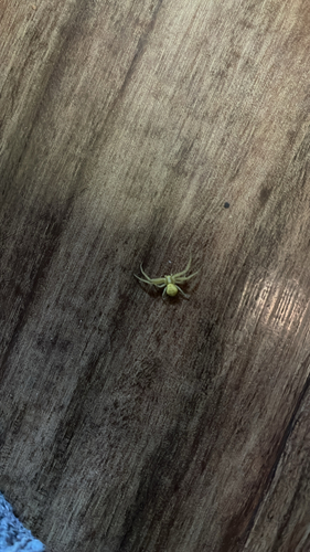 Goldenrod Crab Spider