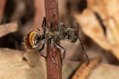 Polyrhachis aurea