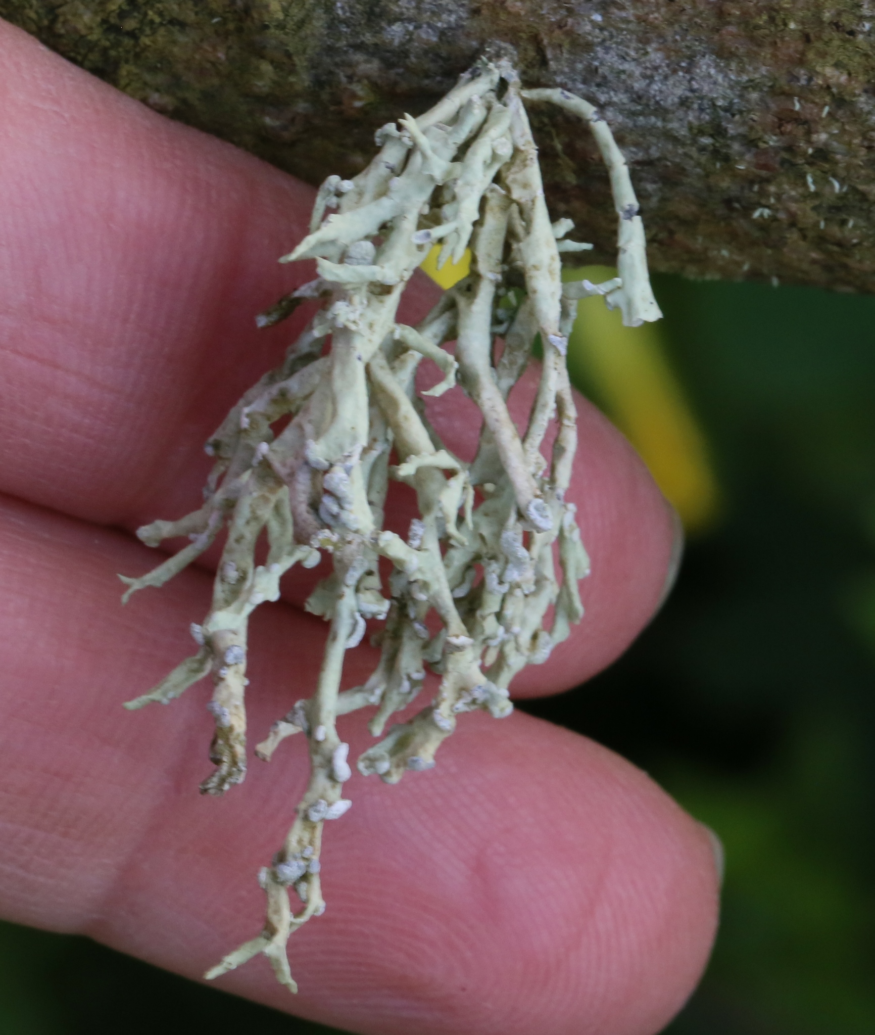 Niebla cephalota image