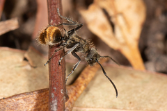 Polyrhachis aurea