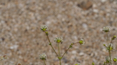 Eriogonum thurberi