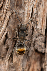 Polyrhachis vermiculosa