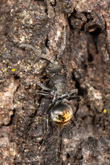 Polyrhachis vermiculosa