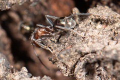 Iridomyrmex rufoniger
