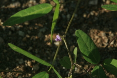 Glycine max soja