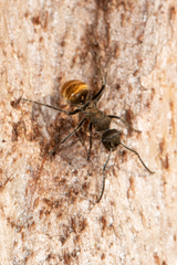 Polyrhachis aurea