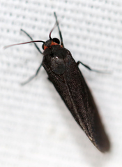 Virbia laeta
