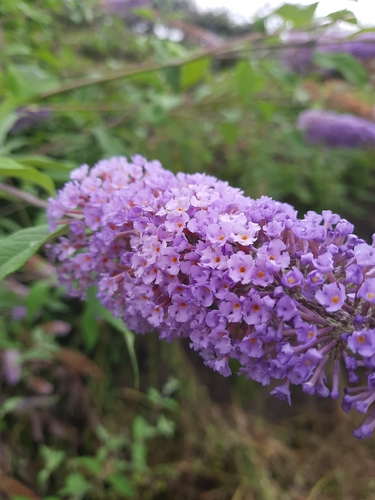 Butterfly bush