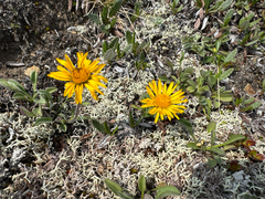 (c) Caleb Catto, some rights reserved (CC BY) Erigeron aureus, photograph (c) Caleb Catto, some rights reserved (CC BY)