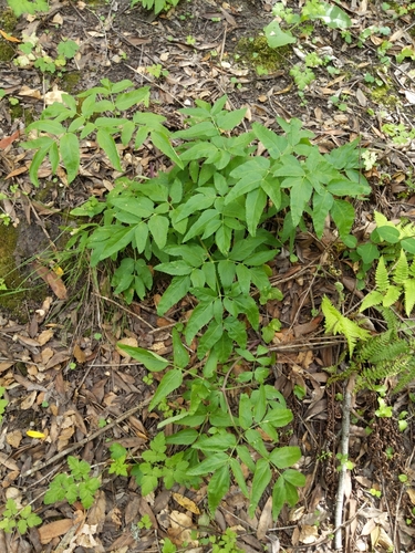 California Angelica foliage