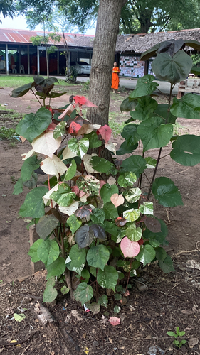 sea hibiscus