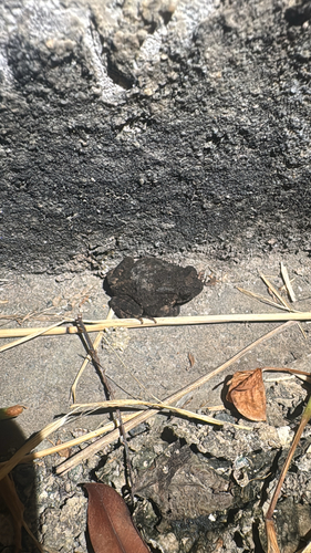 Asian Common Toad