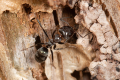 Iridomyrmex rufoniger