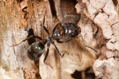 Iridomyrmex rufoniger
