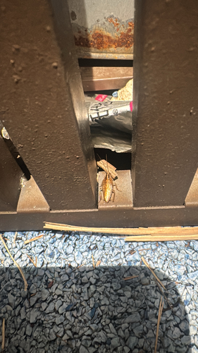 German Cockroach