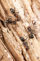 Iridomyrmex rufoniger