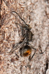 Polyrhachis vermiculosa