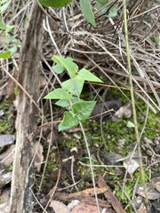 Platylobium obtusangulum