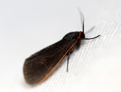 Virbia laeta