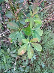 Cissus sterculiifolia
