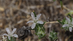 Eriastrum diffusum