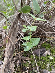 Platylobium obtusangulum