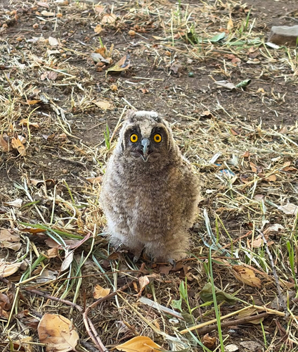 Long-eared Owl