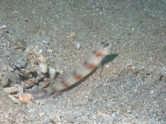 Bleeker's Shrimpgoby photo 2