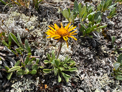 (c) Caleb Catto, some rights reserved (CC BY) Erigeron aureus, photograph (c) Caleb Catto, some rights reserved (CC BY)