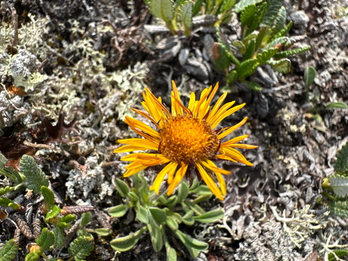 Erigeron aureus