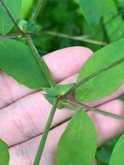 Lathyrus holochlorus