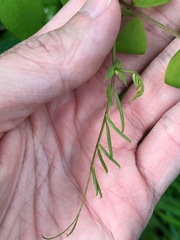 Lathyrus holochlorus