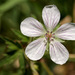 Geranium richardsonii - Photo ללא זכויות יוצרים