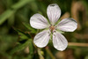 Geranium richardsonii - Photo no hay derechos reservados
